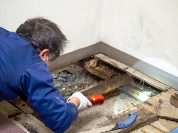 Best Mold Cleaning Services  in Kahaluu Keauhou, HI