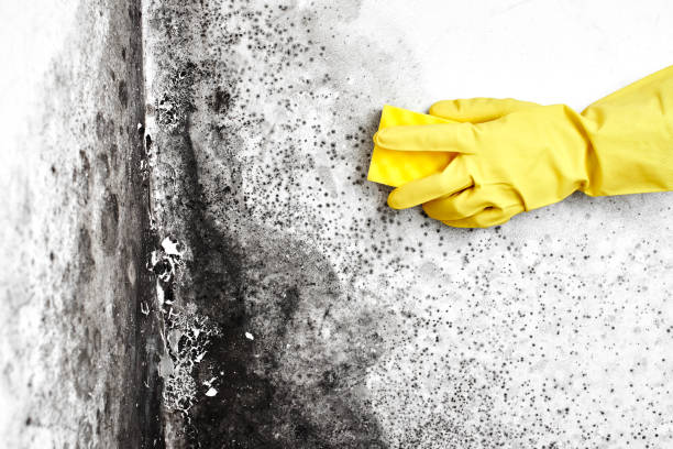 Best Professional Mold Removal  in Kahaluu Keauhou, HI
