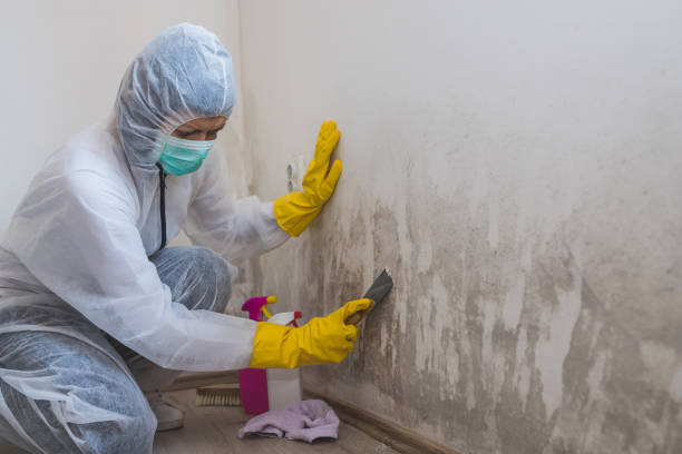 Best Home Mold Removal  in Kahaluu Keauhou, HI
