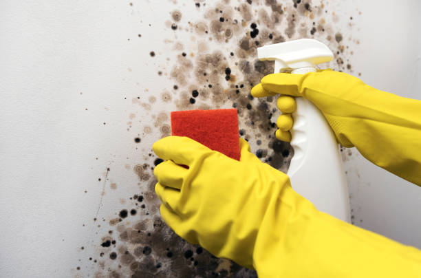Home Mold Removal in Kahaluu Keauhou, HI