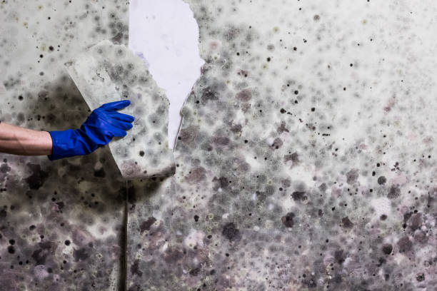 Mold Removal and Inspection in Kahaluu Keauhou, HI
