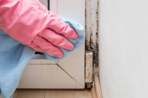 Best Local Mold Removal Service  in Kahaluu Keauhou, HI