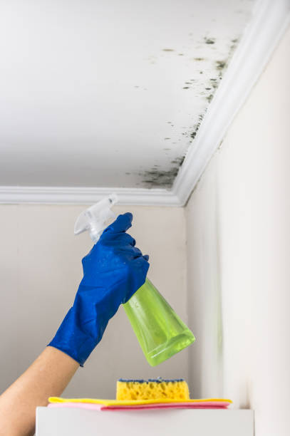 Best Toxic Mold Removal  in Kahaluu Keauhou, HI